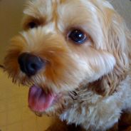 FallenCow - steam id 76561197970959370