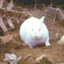 Rabbit of Caerbannog