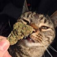 xXx - steam id 76561198170338129