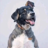 睿智无趣小老弟