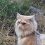 TurboTabby