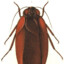 MegaloblattaLongipennis