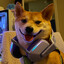 Shiba