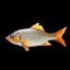 the_fish_1234