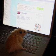 hamster110