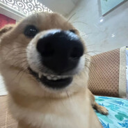 无敌的奶牛战士