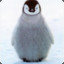 Mr.Penguin