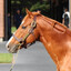 the real orfevre