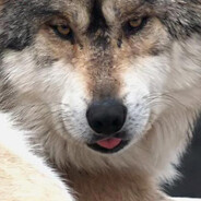 🐺🐺🐺🐺WOLP