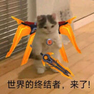 猫又少