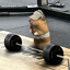 reHepaJlbckue kotJlbl's avatar