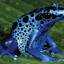 PoiznDartFrog