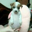 Perrito Panzon