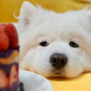 紫苏yu<。)#)))≦