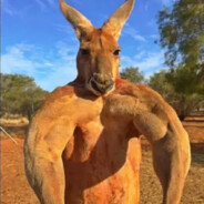 KANGAROO >:(