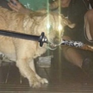 Samson