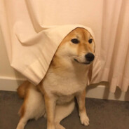 春风十里不如你