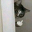 Angry Cat