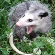 Odd_possum