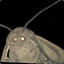 Moth᠌᠌ ᠌᠌ ᠌᠌ ᠌