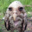A Very Wet Owl