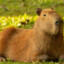 CapybarasPullUp