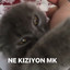 Major WZL