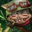 Teemo jg