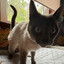 Mendes 0pti by XT