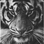 MrTigerLv