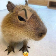 3nap sorkatonaság nélkül