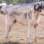 TURKISH KANGAL