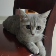 打我自动下载原神