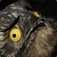 Screaming Potoo