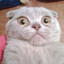 GATO ☛☚😋