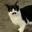 Dhia's avatar
