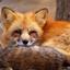 diligent_fox