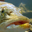 fishmanfishmanfishman67