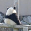 无敌花园大王唔西迪西