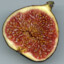 Fig