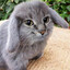 Cabbit (real)