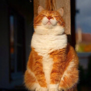 天才少男美小宫