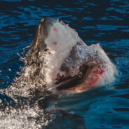 AKULA 007 - steam id 76561199274325616