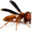 Fetty Wasp