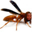 Fetty Wasp