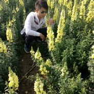 石头一样的男人