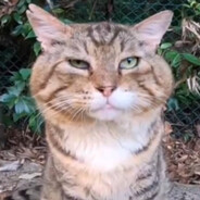 носок кокос 200_fps