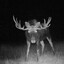 eng.deer