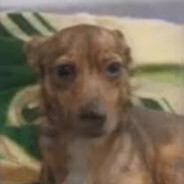 ты чертов идиот