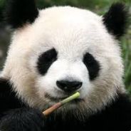 Panda XIII